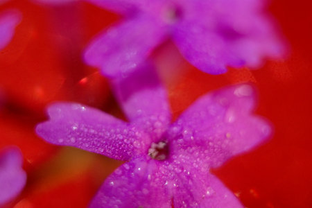 Close up of purple flowers with water drops on a red background.の写真素材