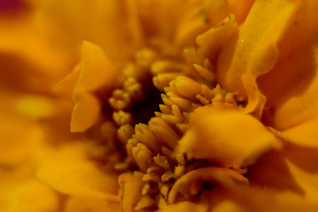 Macro of a yellow marigold flower, shallow depth of fieldの写真素材