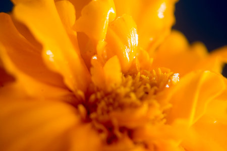 Macro photo of yellow marigold flower. Selective focusの写真素材