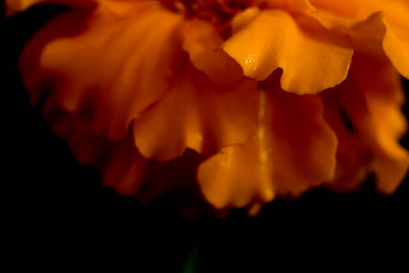 Orange marigold flower on a black background. Close up.の写真素材