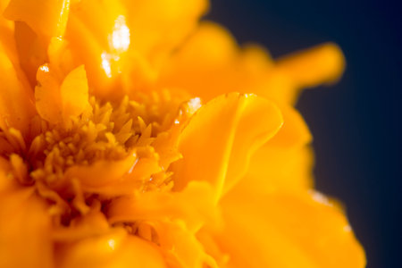 Close up of yellow marigold flower with water drops on petalsの写真素材