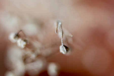 Macro detail of tiny white flowers on a bokeh backgroundの写真素材