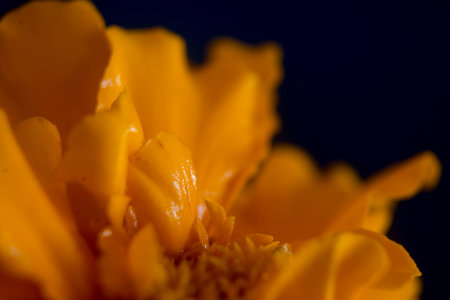 Macro of marigold flower on black background. Shallow depth of fieldの写真素材