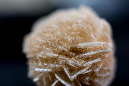 Macro detail of the structure of a sugar cane in close-upの写真素材