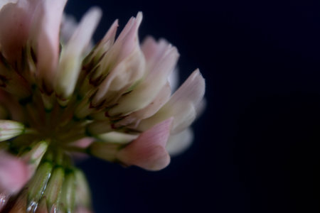 Pink clover flower on a dark background. Shallow depth of field.の写真素材