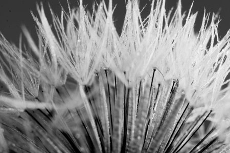 Black and white macro photo of dandelion seeds with water dropsの写真素材