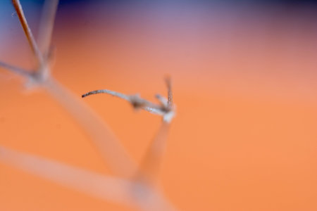 Close-up of a mosquito on a blurred orange background. Macroの写真素材