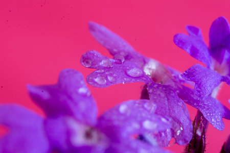 Purple flowers with water drops on a pink background. Close-up.の写真素材