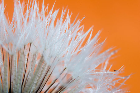 Macro of dandelion seeds with morning dew on itの写真素材