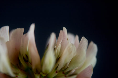 Close up of pink clover flower on black background. Shallow depth of field.の写真素材