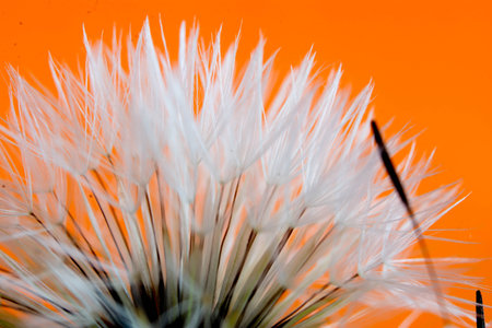 Fluffy dandelion flower on an orange background. Macro.の写真素材