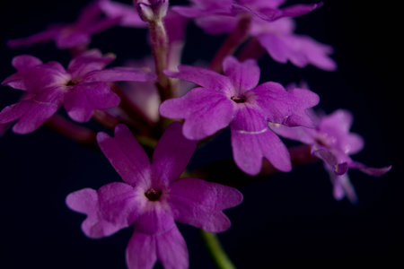 Beautiful purple flower on a dark background. Macro photography of nature.の写真素材