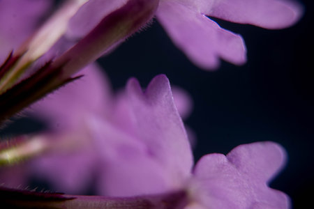 Close up of a purple flower on a dark background. Macro.の写真素材
