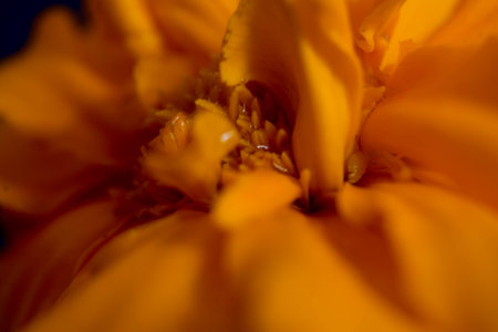 Macro shot of a marigold flower with shallow depth of fieldの写真素材