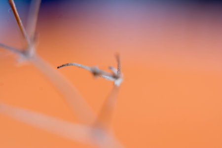Macro shot of a mosquito on a background of orange and blueの写真素材