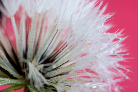 Dandelion flower with dew drops close up on pink backgroundの写真素材
