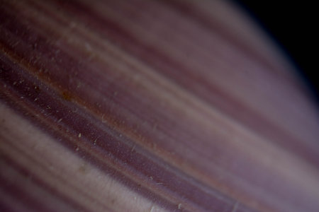 Macro image of a seashell on a dark background. Shallow depth of fieldの写真素材