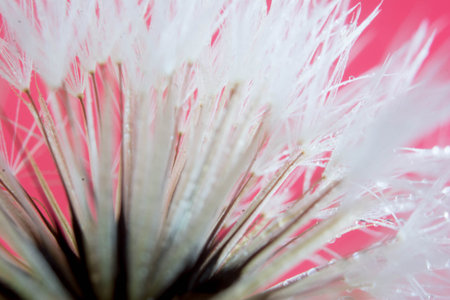 Dandelion flower macro close up on pink background. Shallow depth of fieldの写真素材