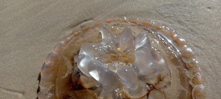 Jellyfish on the beach. Close-up of a beautiful jellyfish.の写真素材