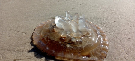 Jellyfish on the beachの写真素材