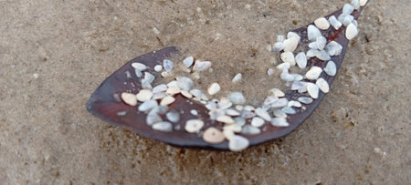seashells on the beach, close-up of photo