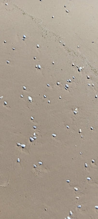 Seashells on the beach, close-up, background