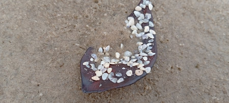 Stones and shells on the beachの写真素材