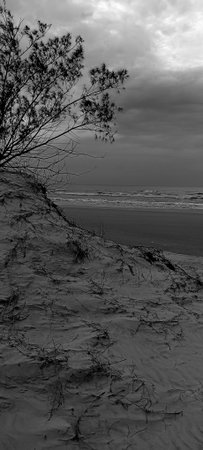 black and white image of a tree on the beach in the eveningの写真素材