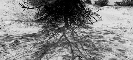 Black and white photo of a tree on the sand dunes.の写真素材