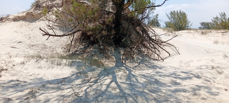 Dry tree on the beach of the dunesの写真素材