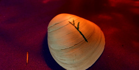 Close-up of a seashell with rune on a red background. Macroの写真素材