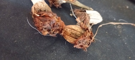 Close-up of onion bulbs on black background with copy space.の写真素材