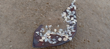 Close up of seashells on the sand at the beach.の写真素材