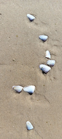 seashells on a sandy beach, closeup of photoの写真素材