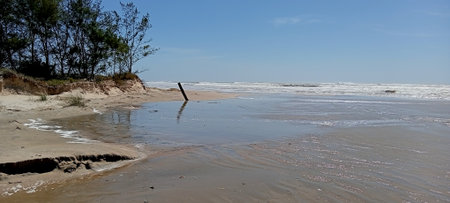 Landscape of the beach is covered with algae.の写真素材