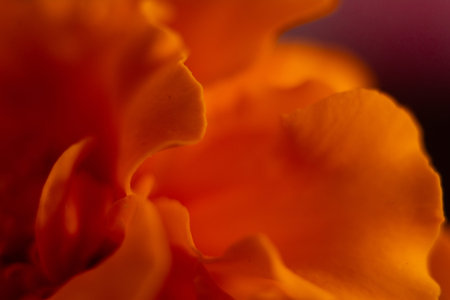 Macro shot of a marigold flower with shallow depth of field