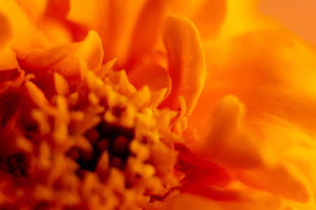 Macro shot of a marigold flower with blurred background.の写真素材