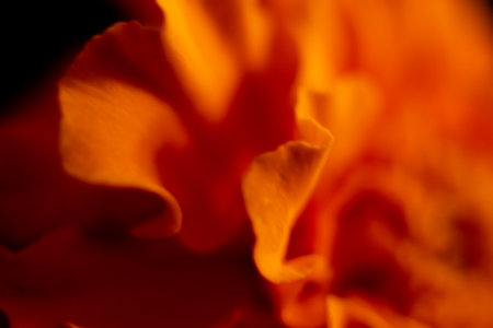 Macro shot of a marigold flower. Shallow depth of field.の写真素材
