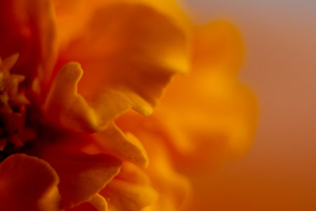 Macro of a marigold flower on a blurred background.の写真素材
