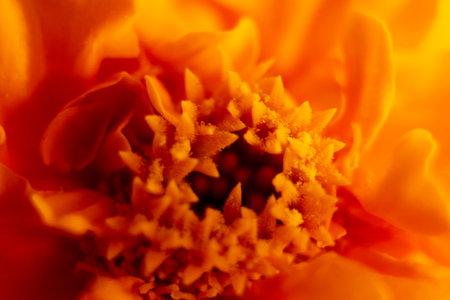 Macro shot of a marigold flower with a shallow depth of fieldの写真素材