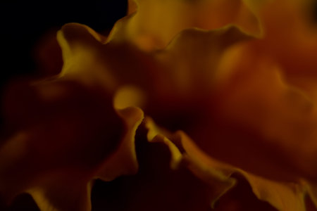 close up of orange carnation petals on a black background.