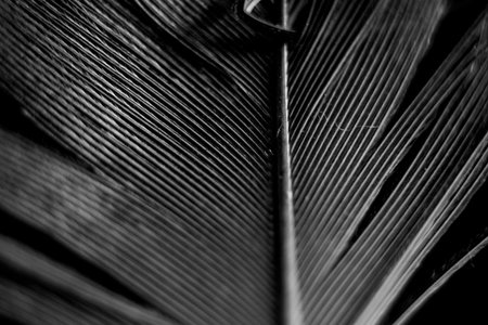 Tropical palm leaf close up. Black and white tone.の写真素材