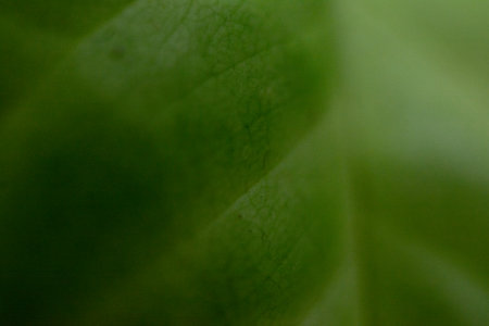 green leaf macro close up abstract background, nature and environment concept.の写真素材