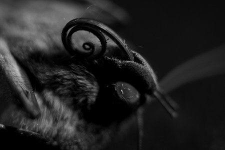 Macro shot of the head of a moth. black and whiteの写真素材