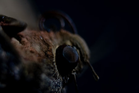 Macro of the head of a moth on a black background.の写真素材