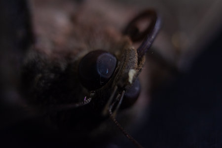 Close up of the head of a moth. Shallow depth of field.の写真素材