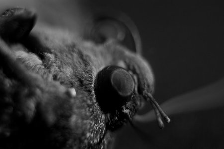 Black and white macro photo of a moth head. Macro photography.の写真素材