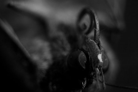 Black and white macro close-up of the head of a moth.の写真素材