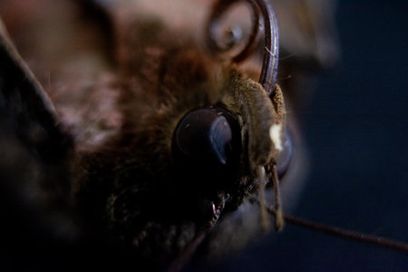 Macro shot of the head of a moth on a dark backgroundの写真素材