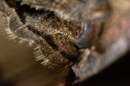 Close-up of the eye of a butterfly. Macro photography.の写真素材
